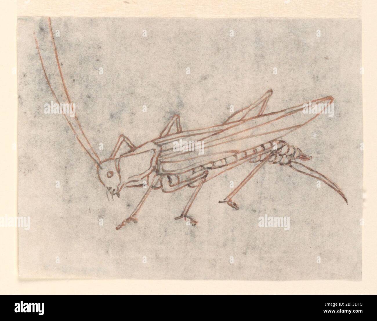 Textile Design UN cabas. Une grosse sauterelle vue du côté gauche. Conception prise pour transfert. Banque D'Images