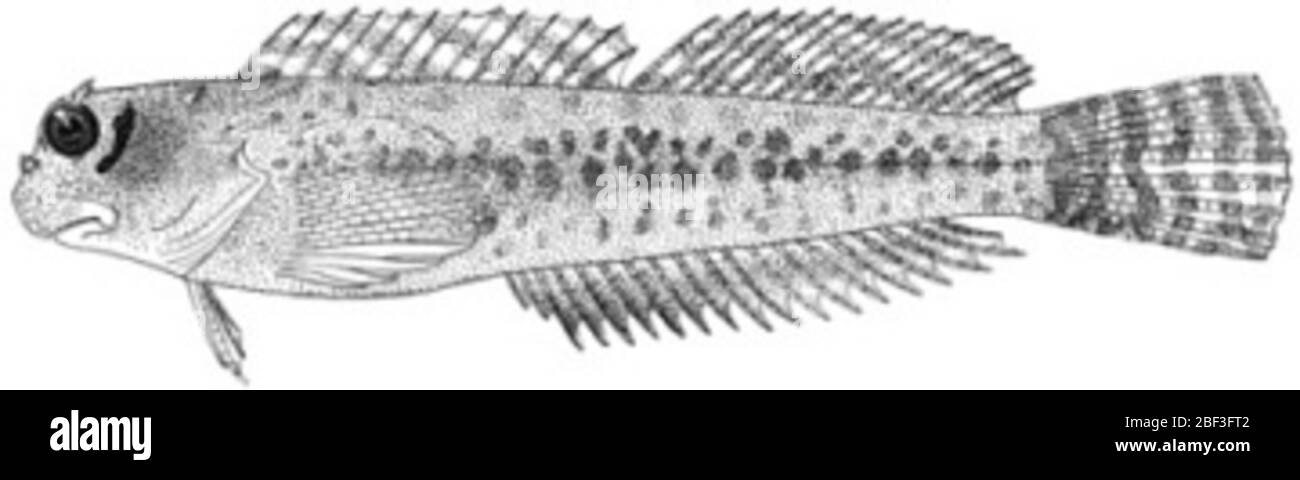 Entomacrodus plurifilis plurifilis Schultz Chapman. 60,5 mm sl.13 sept. 20171 Banque D'Images