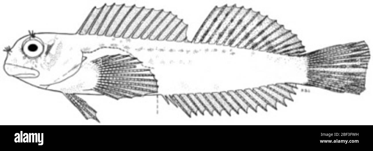 Entomacrodus cymatobiotus Schultz. Mâle, 26,2 mm sl.24 mars 20201 Banque D'Images