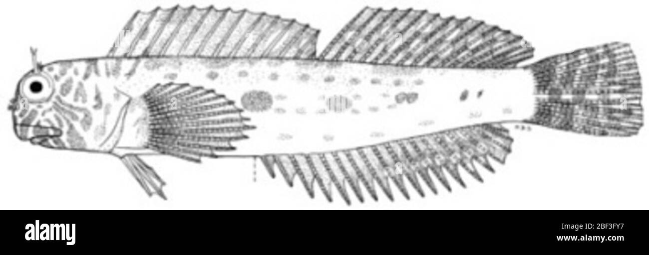 Entomacrodus incisolabiatus Schultz Chapman. 19 mars 20201 Banque D'Images