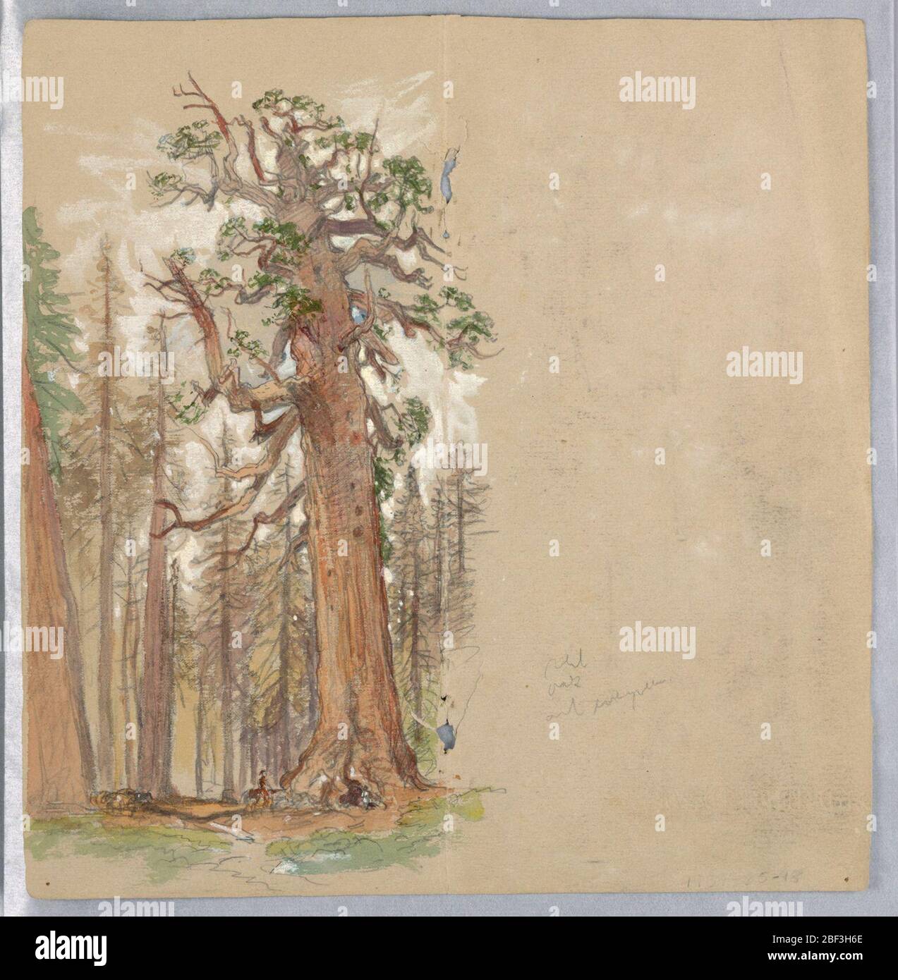 Chêne et Evergreen. Arbres sur la moitié gauche de la page. Figures sous les arbres. Verso : arbres, en haut à gauche ; montagnes en bas à l'horizontale, en bas à gauche et en haut à droite ; montagnes, à l'envers, en bas à droite. Banque D'Images