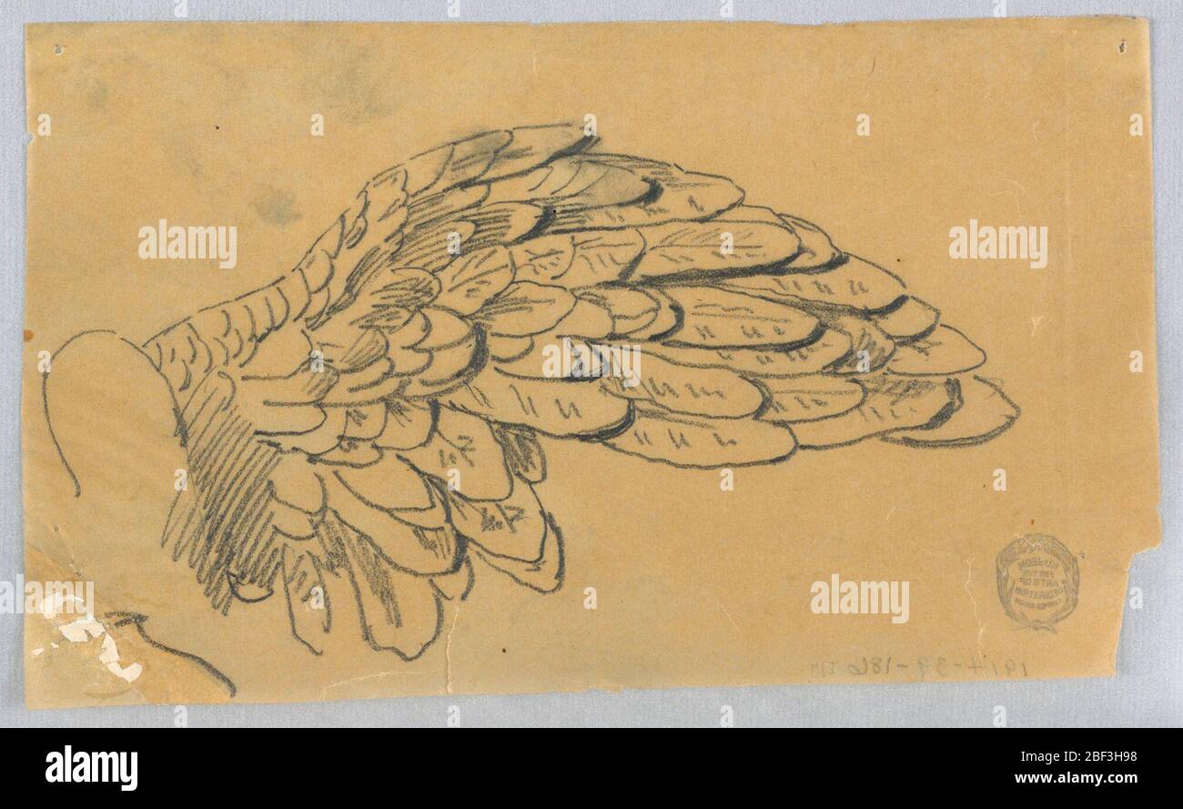 Étude d'une aile. Une aile s'étire vers la droite. Banque D'Images