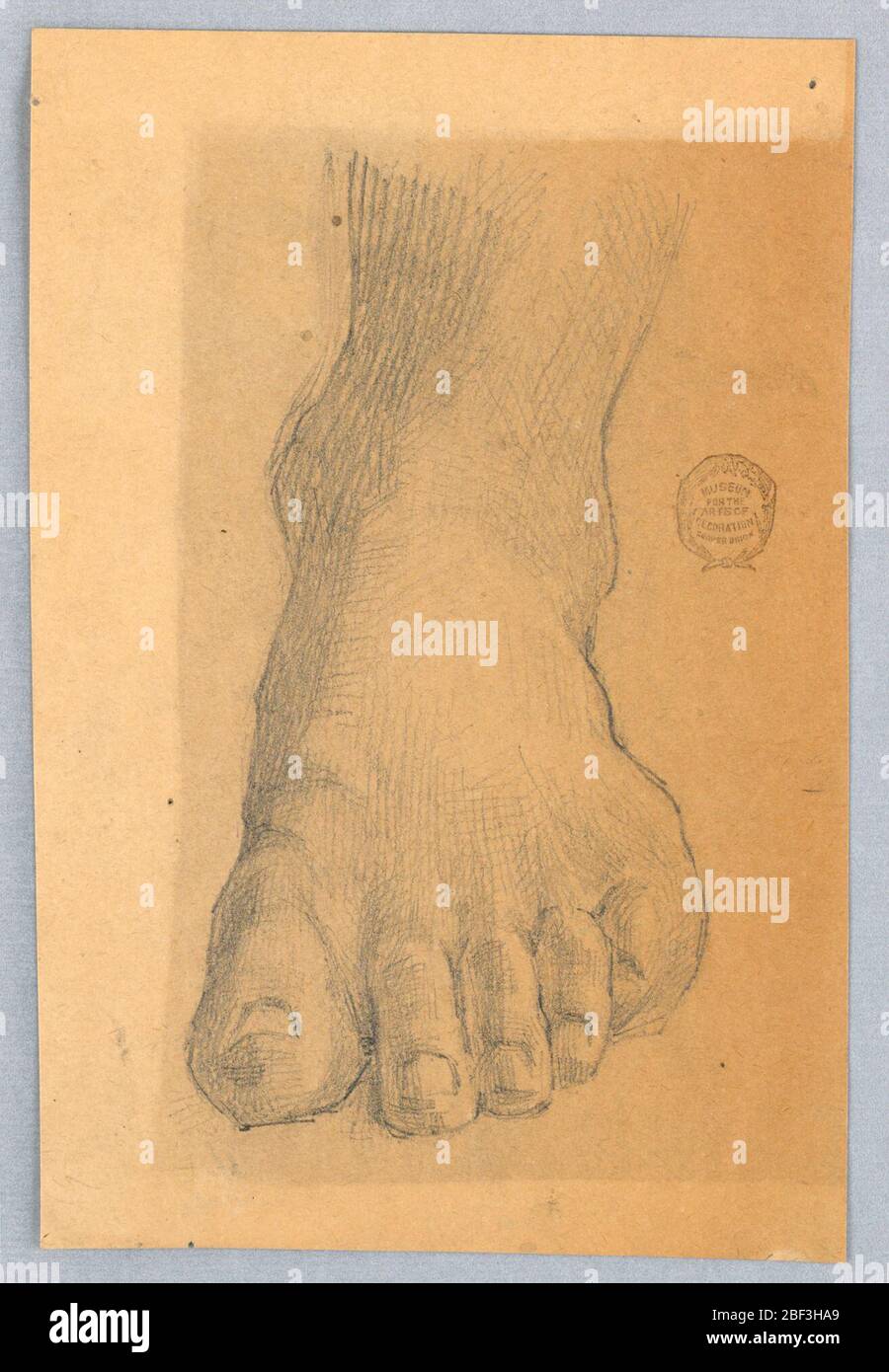 Étude du pied gauche. Etude d'un pied gauche et d'une cheville, de tout droit. Banque D'Images