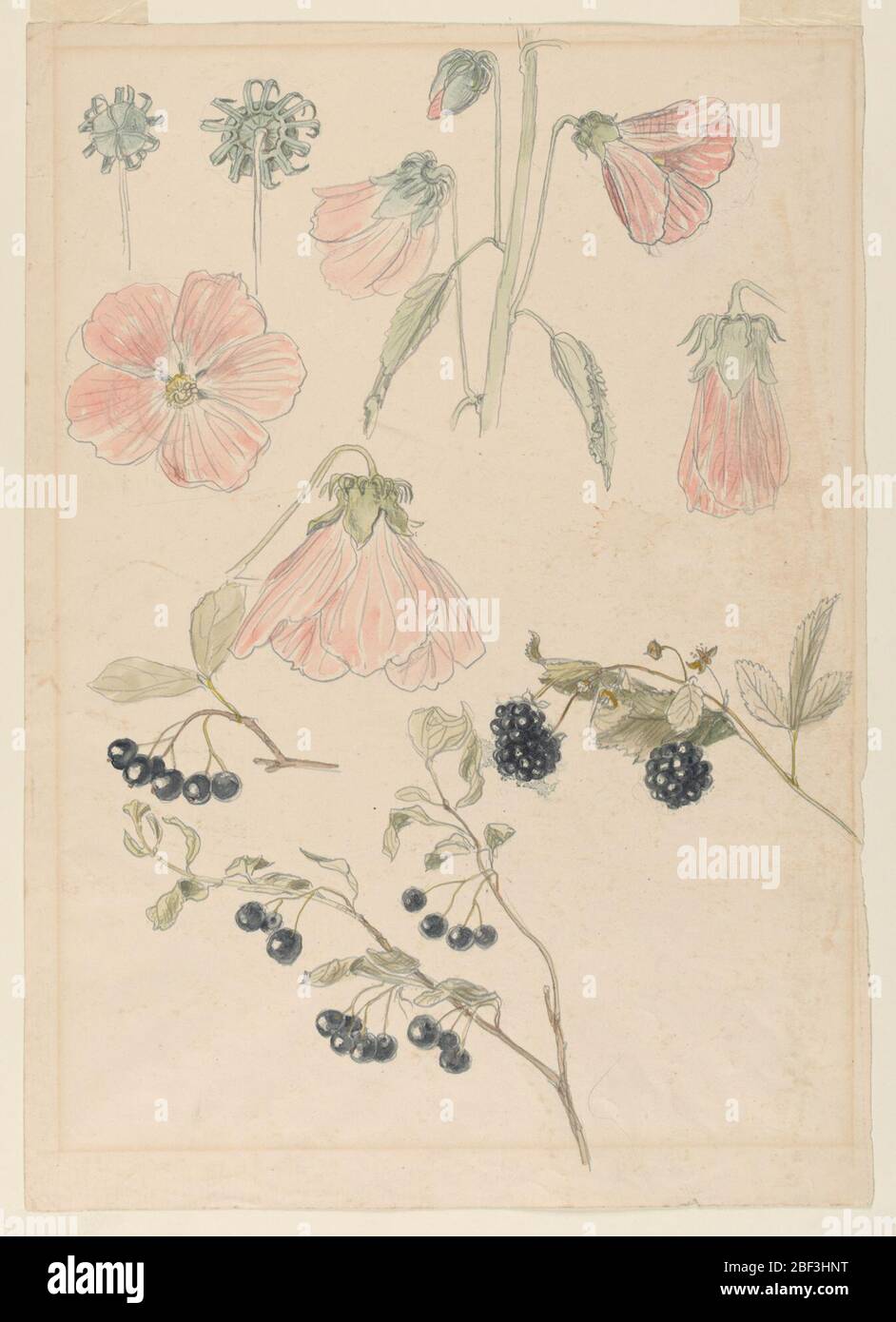 Études de détail botanique bhollyhocks bleuets et mûres. Études de détails botaniques. Centre supérieur et gauche : six conceptions de détails d'un hollyhock. Une partie d'une plante avec un bourgeon en expansion, deux pétales et deux feuilles, un bourgeon, un calice et deux pétales sont montrés. Banque D'Images