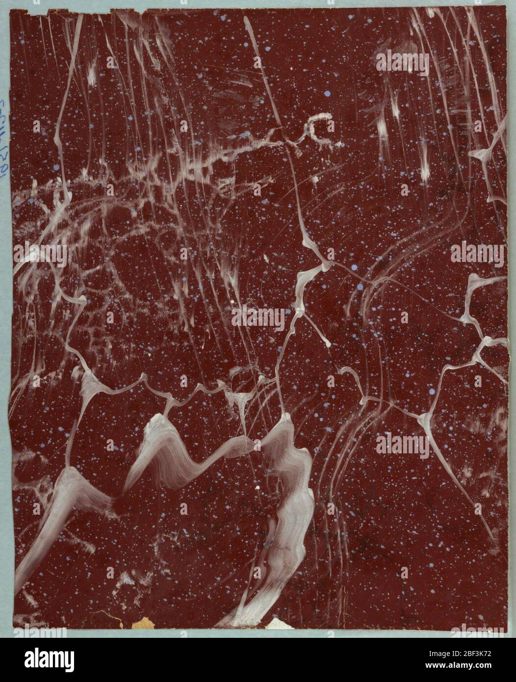 Flanc. Marbléisé avec voile blanc et projections bleu pâle sur fond rouge foncé. Banque D'Images