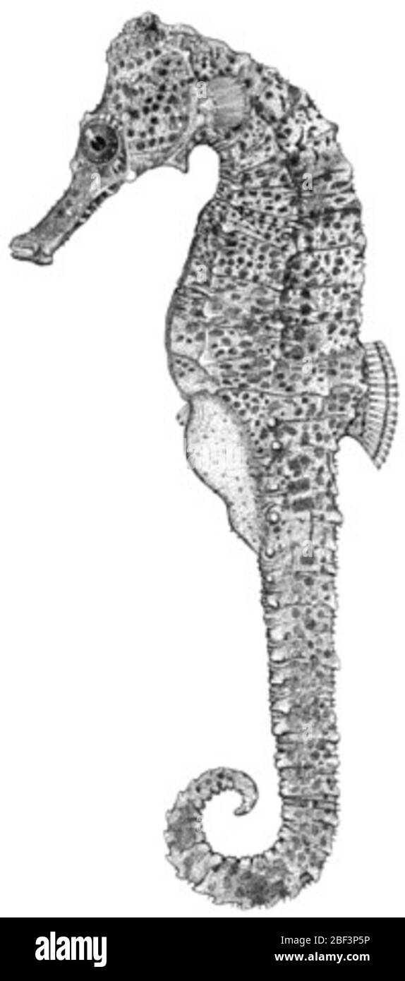 Hippocampus reidi. 1 spécimen enlevé à USNM 223673 = (paratype)18 août 20141 Banque D'Images