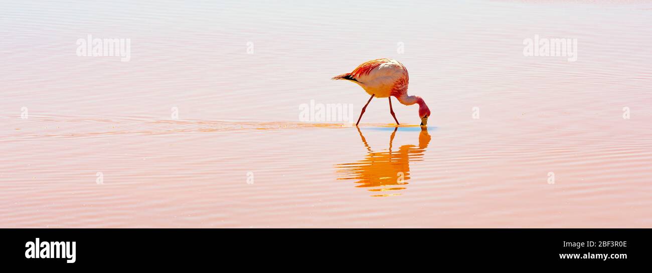 Portrait panoramique d'un James Flamingo (Phoenicocarrus jamesi) se nourrissant et se frayant dans la Laguna Colorada (lagon rouge), Uyuni Salt Flat, Bolivie. Banque D'Images