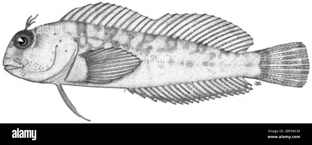 Hypsoblennius robustus Hildebrand. Seine. 39 mm.3 avril 20181 Banque D'Images