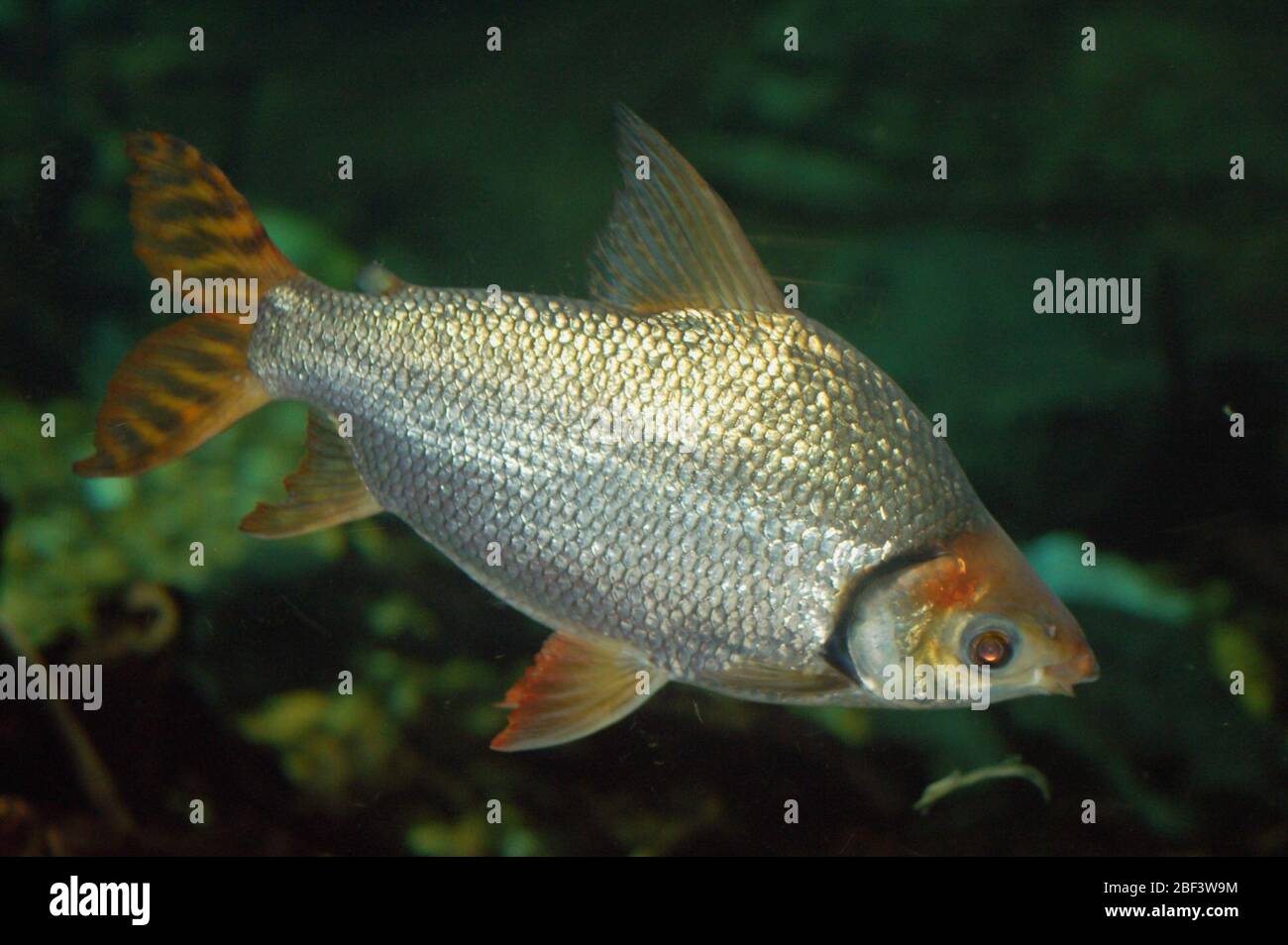 Aracine de Flagtail. Espèce: Insignus,genre: Semaprochilodus,famille: Prochilodontidae,ordre: Characiformes,Classe: Actinopterygii,Phylum: Chordata,Royaume: Animalia,horizontal,poissons,Amazonie,Flagtail Characin,characin Banque D'Images