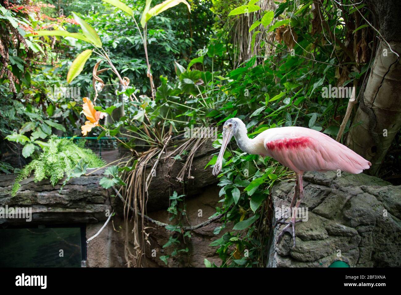 Roseate Spoonbill. Espèces: Ajaja,genre: Ajaia,famille: Threskiornithidae,ordre: Ciconiiformes,Classe: Aves,Phylum: Chordata,Royaume: Animalia,Roseate Spoonbill,poonbill,oiseau,Amazonia Banque D'Images