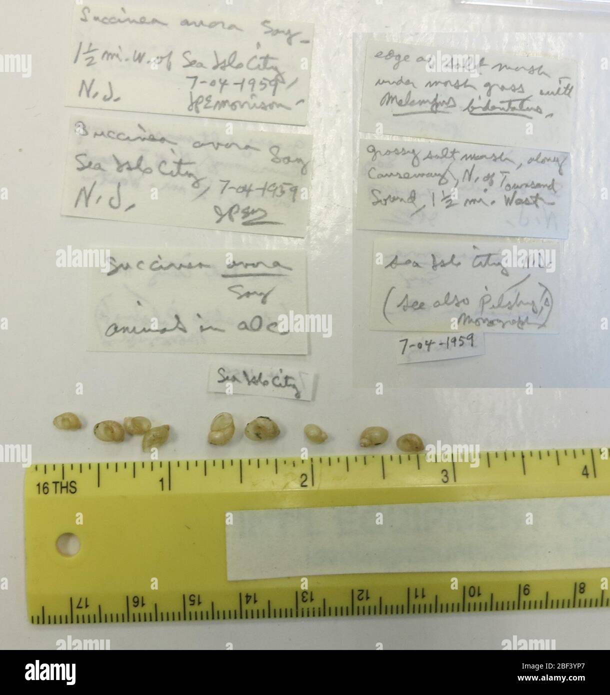 Succinea avara. 13 févr. 201743 Banque D'Images