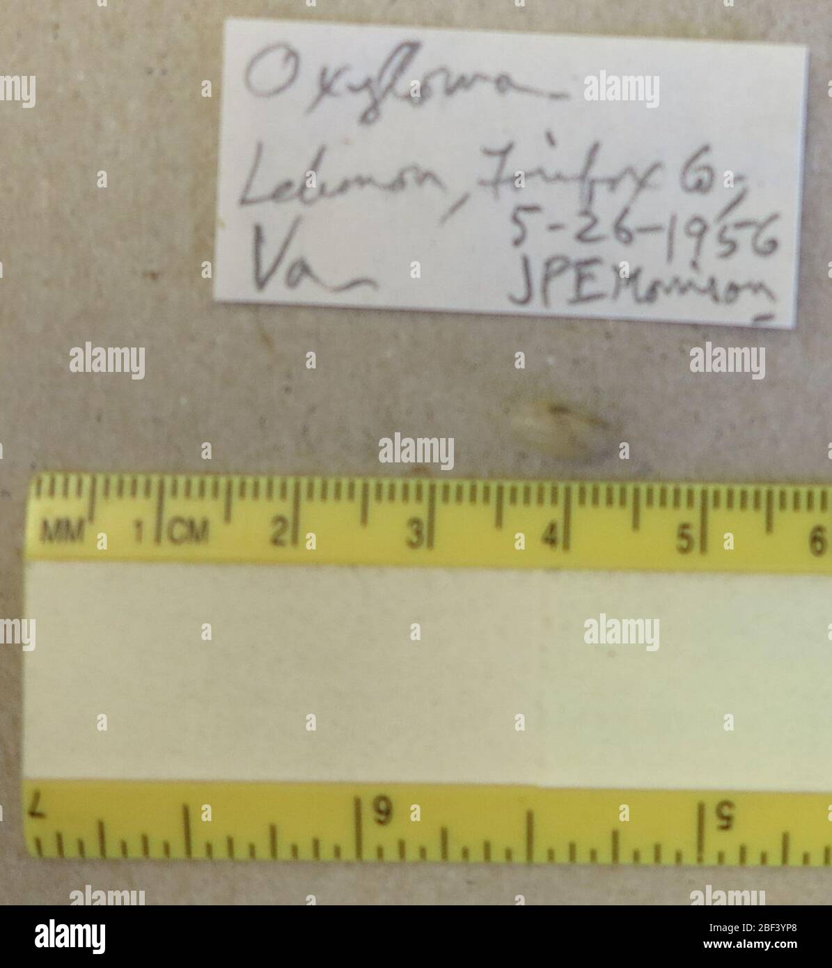 Oxyloma sp. 13 févr. 20171 Banque D'Images