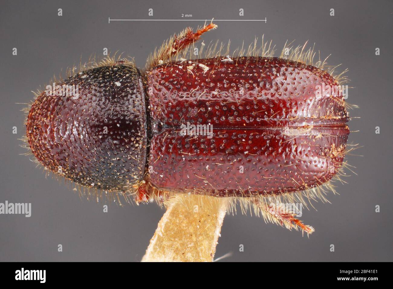 Conophthore apachecae. Etiquette : montage sur antenne/montage sur pied.6 nov. 20171 Banque D'Images