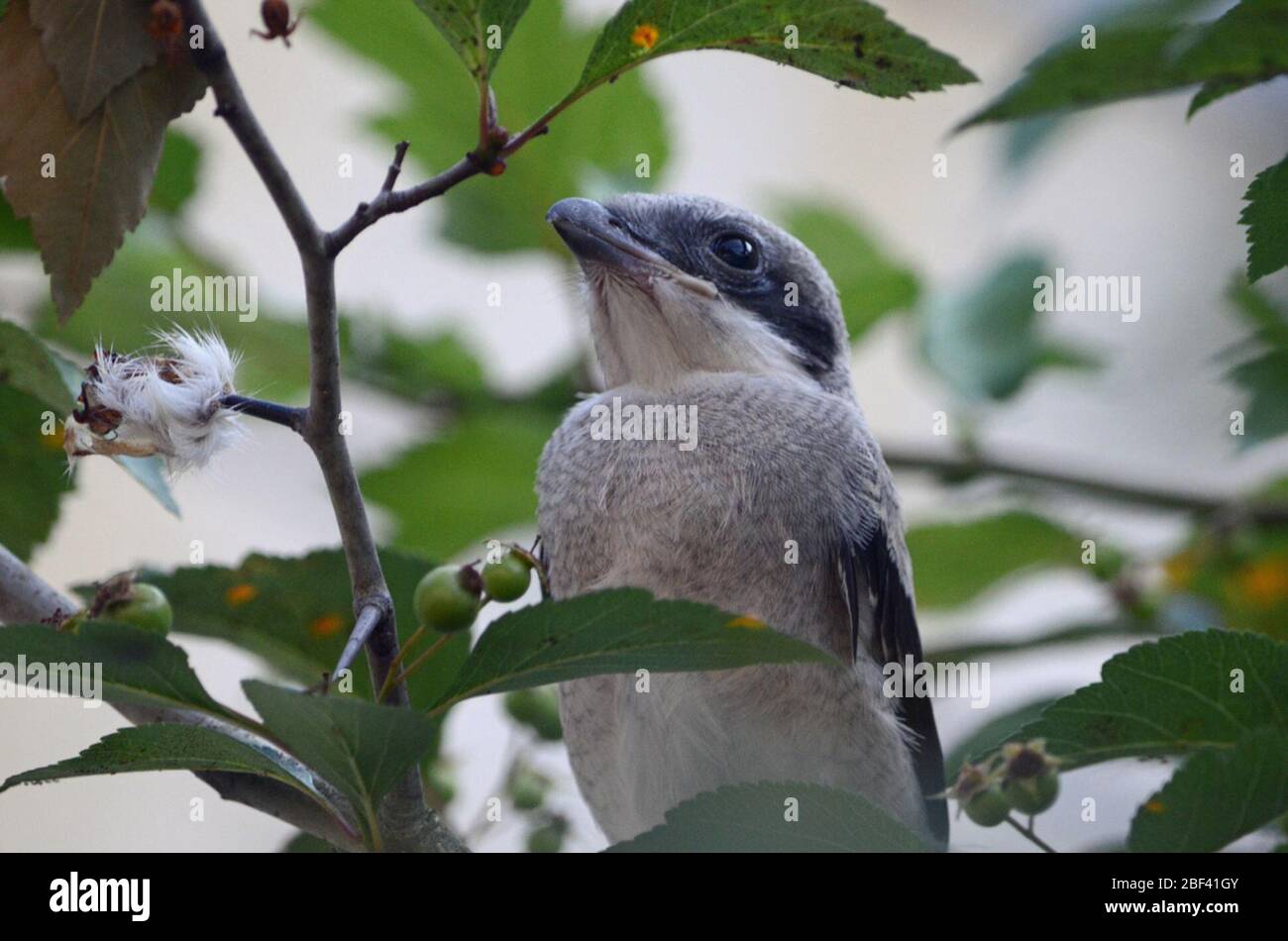 Pältältstälte. SCBI,Front Royal,espèce: Ludovicianus,genre: Lanius,famille: Laniiidae,ordre: Passeriformes,Classe: Aves,Phylum: Chordata,Royaume:Animalia,Pgerhead Shrike,oiseau,perching Bird Banque D'Images