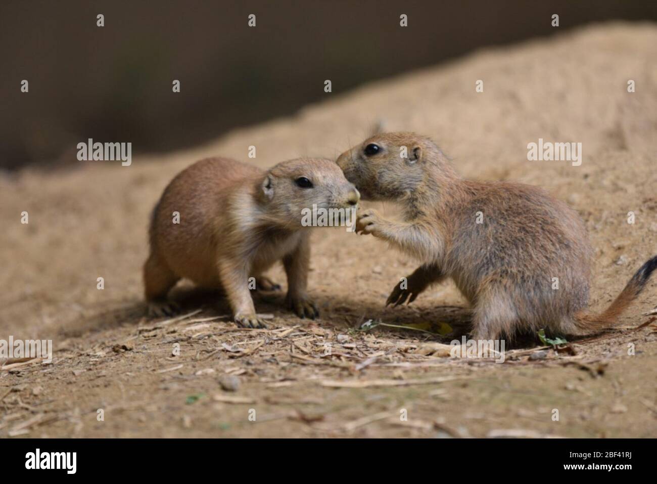 Chien De Prairie Blackqued Espece Ludovicianus Genre Cynomys Famille Sciuridae Commander Rodentia Classe Mammalia Phylum Chordata Royaume Animalia Chien De Prairie Chien De Prairie Rongeurs Bebe Jeune Photo Stock Alamy