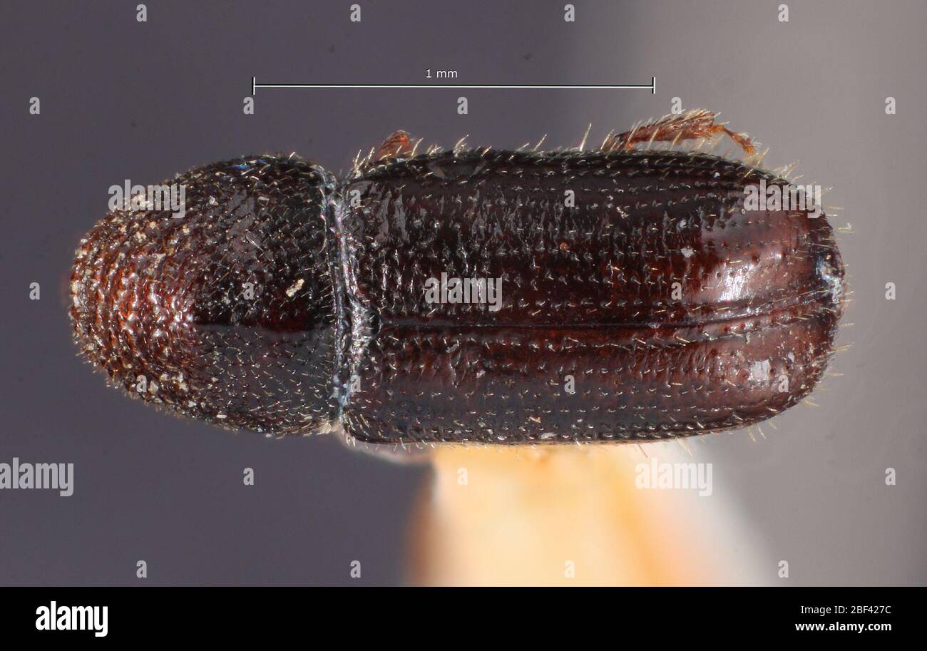 Pityophthore fuscus. Étiquette: Pinus murrayana / hopk. é.-u. 16968a étiquette: Élevé août. 30.236 Nov 20171 Banque D'Images