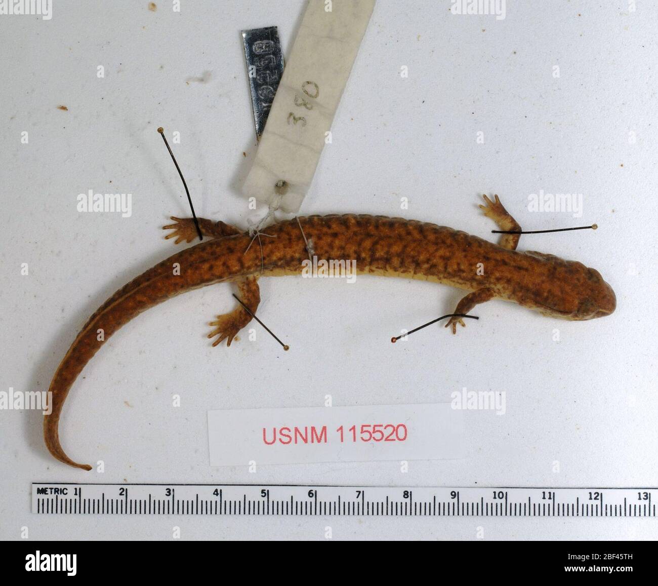 Gyrinophilus porphyriticus porphyriticus. 2 octobre 20181 Banque D'Images