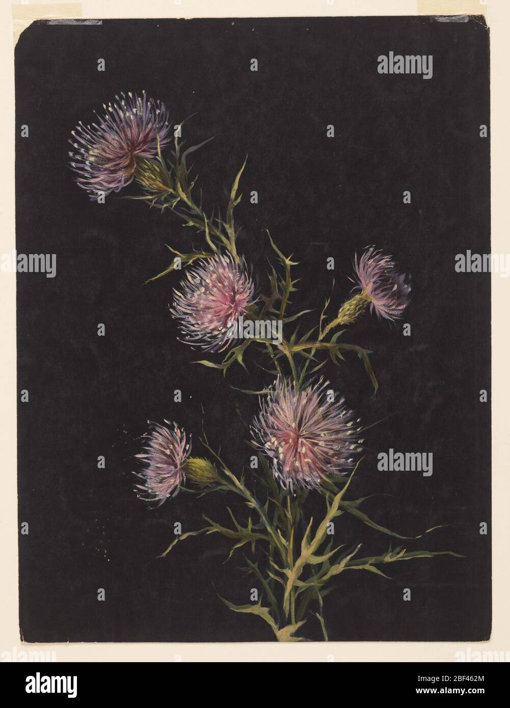 Étude des chardons. Feuille verticale représentant une tige de chardon avec cinq fleurs et feuilles. Banque D'Images