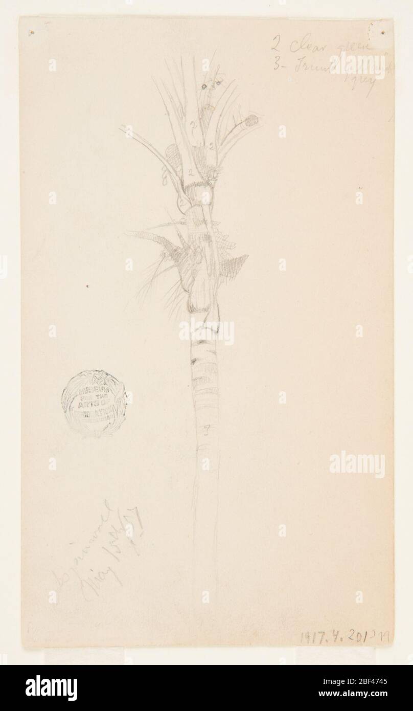 Feuilles et tige d'un palmier Aspinwall Panama. Recto: Étude verticale de la partie supérieure d'une tige de palmier, avec branches et foliagle visibles.Verso: Vue horizontale sur un ruisseau ou une rivière dans une grande banque remplie d'arbres feuillus. Banque D'Images