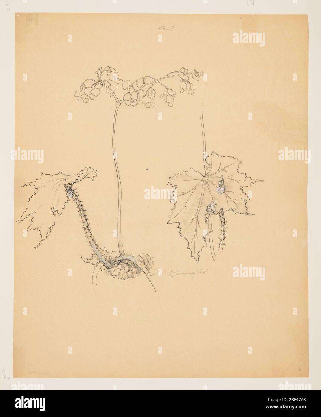 Étude de Begonia. Feuille verticale représentant une plante de la mensonie, y compris les détails d'une feuille, avec du graphite utilisé pour l'ombrage et des petites touches de gouache verte sur les tiges, ainsi que du rose pâle sur les fleurs. Banque D'Images