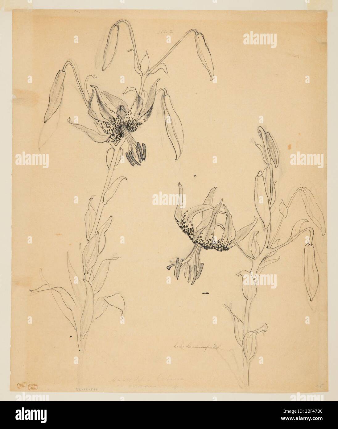 Étude de Tiger Lilies. Feuille verticale représentant deux tiges de lis de tigre, chacune avec des bourgeons et une fleur ouverte. Banque D'Images