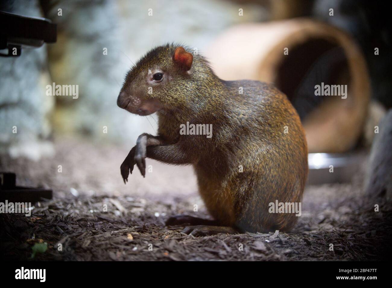 Brésilien Agouti. Agouti,SMH,petite maison de mammifères,espèces: Leporina,genre: Dasyprocta,famille: Dasyproctidae,ordre: Rodentia,Classe: Mammalia,Phylum: Chordata,Royaume: Animalia,Braillian Agouti,Red-rumped Agouti,Rodent Banque D'Images