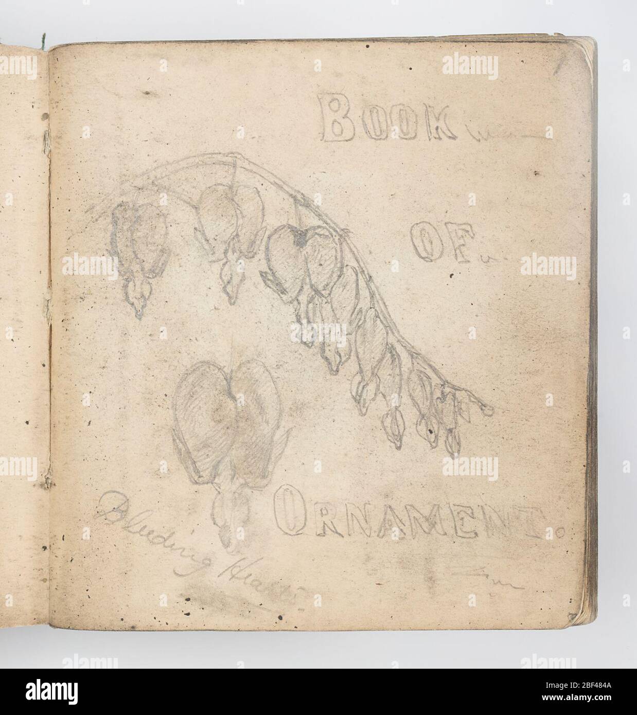 Coeurs de saignement du Livre d'esquisse ornement d'études botaniques. Recto: Esquisse de fleurs en forme de coeur accrochées à partir d'une tige de courbure; étude de la fleur simple illustrée ci-dessous. Verso: Esquisse de plante d'Arrowhead à fleurs, du bas à droite en haut à gauche. Banque D'Images