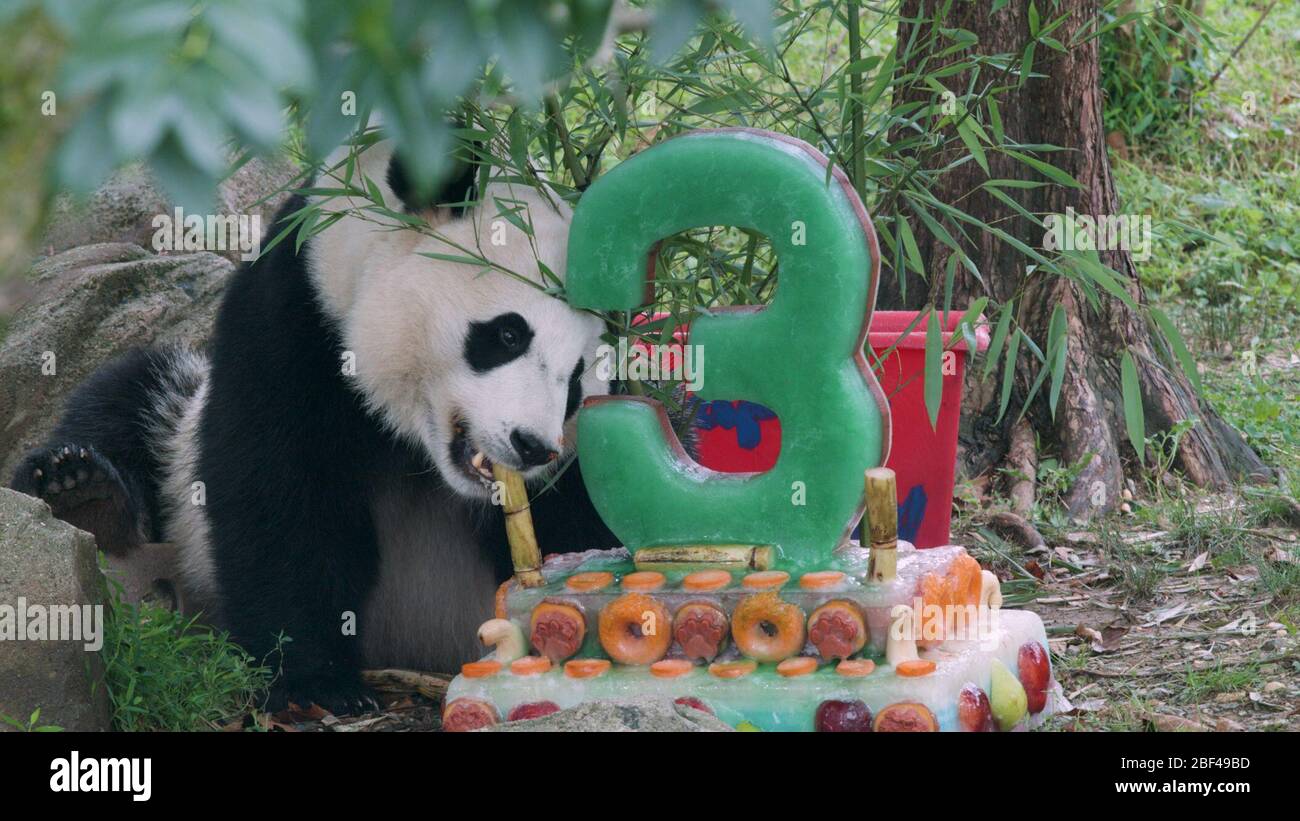 Panda géant. Espèce: Melanoleuca,genre: Ailiropoda,famille: Ursidae,ordre: Carnivora,Classe: Mammalia,Phylum: Chordata,Royaume: Animalia,Panda géant,Ours,Boi Bei,anniversaire,célébration,gâteau de glace,traitement de glace,enrichissement,vidéo STILL Banque D'Images
