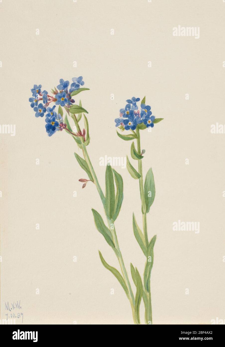 Alpine ForgetMeNot Myosotis alpestris. Banque D'Images
