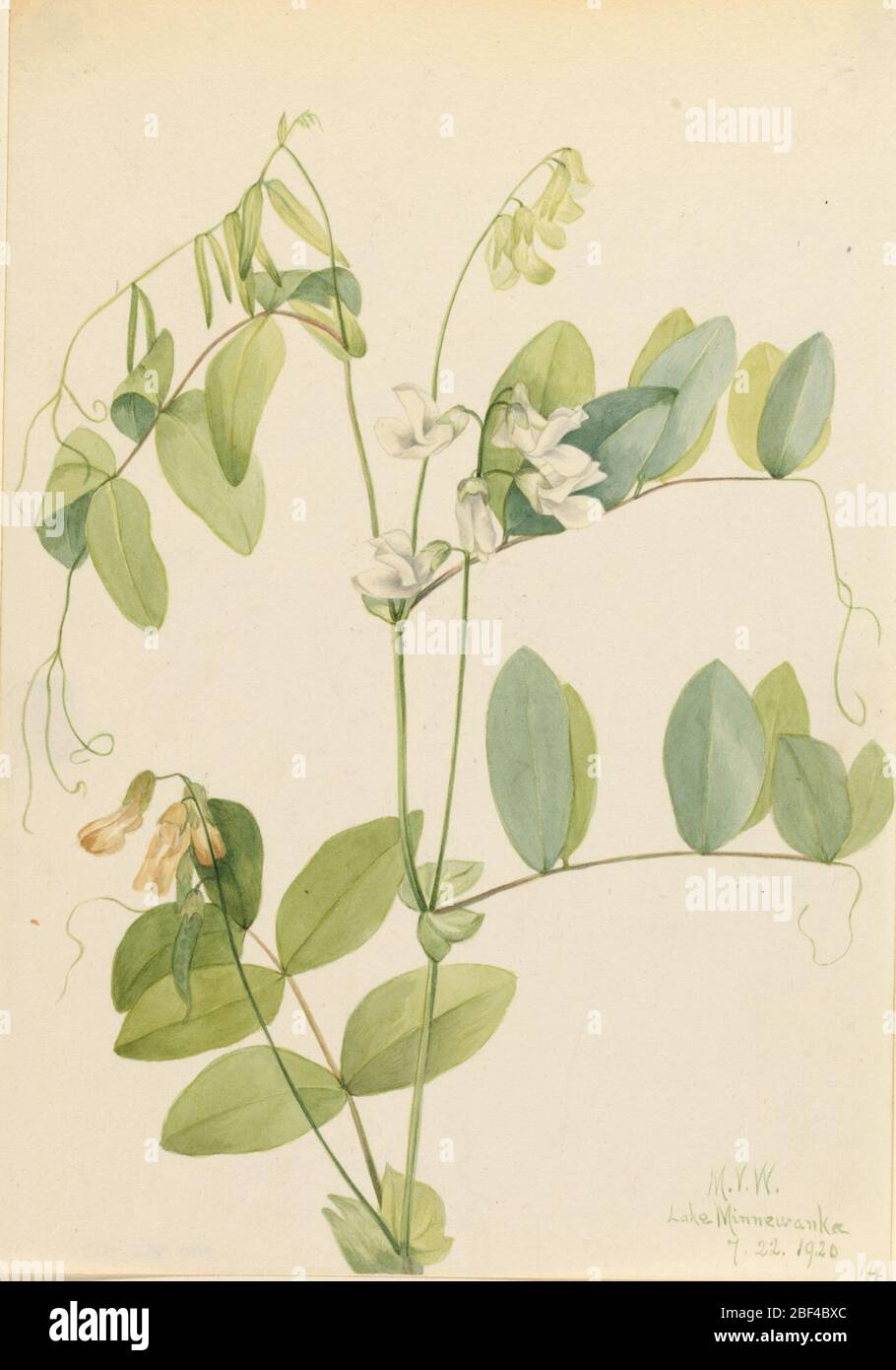Blanc Pea Lathyrus ochroleucus. Banque D'Images