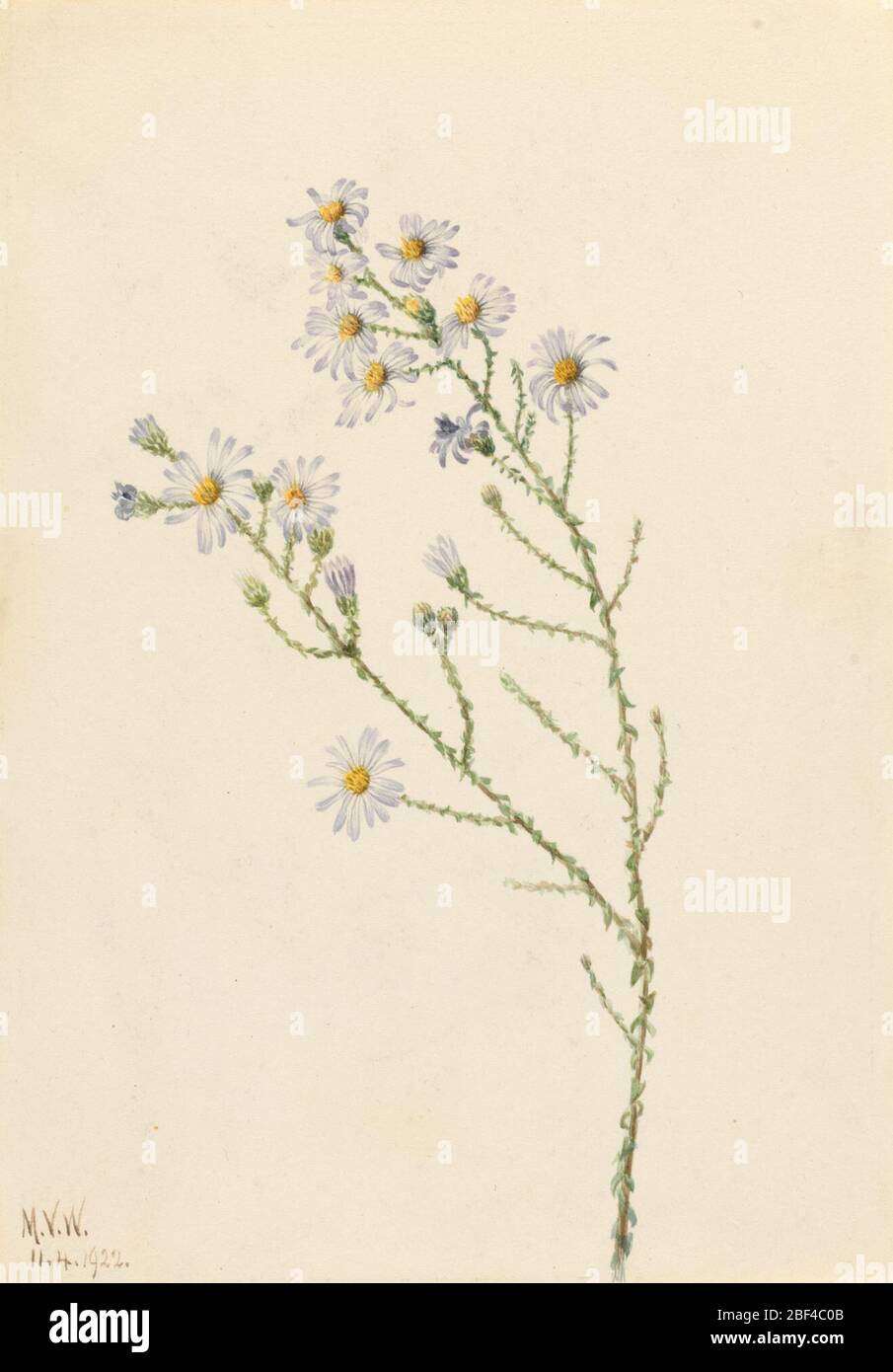 Pineland Aster Aster squarrosus. Banque D'Images