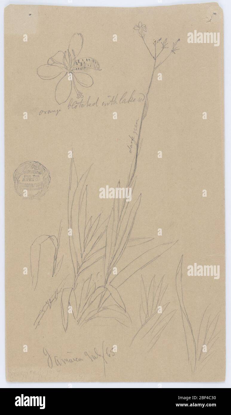 Esquisses botaniques montrant les détails d'une plante Jamaïque. Vue verticale montrant les détails d'une plante: Deux détails de la tige et des feuilles au fond; une tige élevée pousse à partir d'un groupe de feuilles et porte des pétales sur le dessus; et un pétale à grande échelle en haut à gauche. Banque D'Images