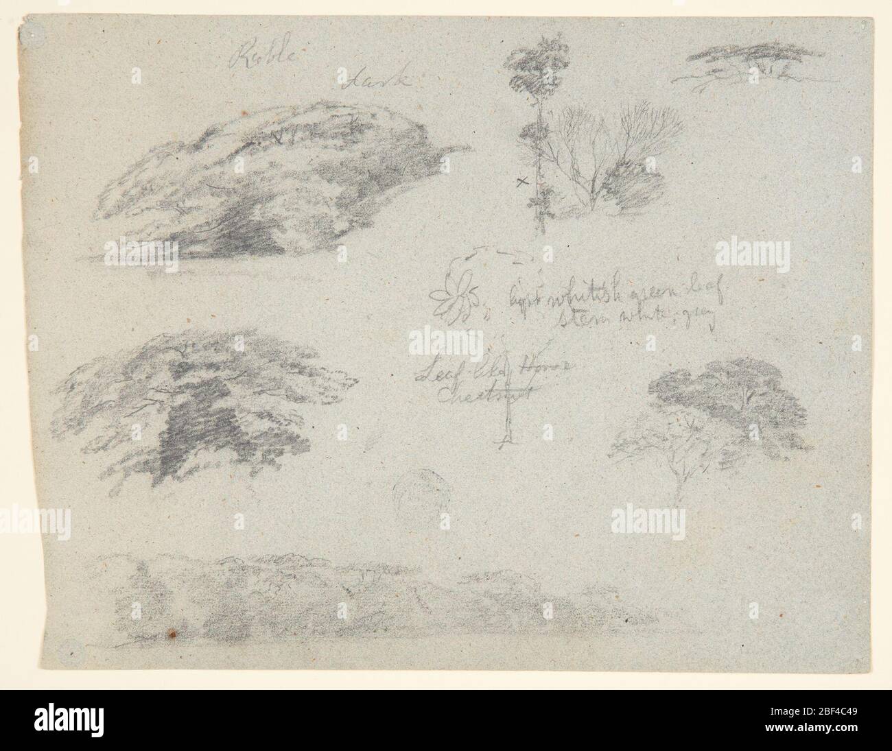 Arbres arbres arbres de hauts et une banque boisée Saddleback Maine. Vue horizontale des arbres en haut à gauche et deux dessins d'arbres en haut à droite; en face du centre sont des arbres en haut à gauche, un arbre au centre, et les arbres en haut à droite; et en face de la marge inférieure est une banque boisée. Banque D'Images