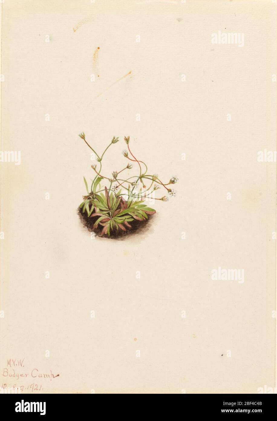 Pygmy Androsace Androsace subumbellata. Banque D'Images