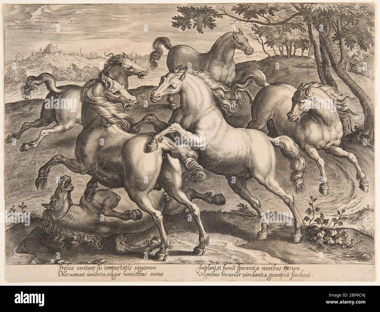 Combattre les chevaux du quatrième ensemble d'Equile Joannis Austriaci. Deux chevaux se combattent les uns avec les autres; un troisième se trouve sur le terrain. Trois sont en cours d'exécution. Marge inférieure, similaire -92: 'Prescia venturae sic tempestatis equorum,' etc Banque D'Images
