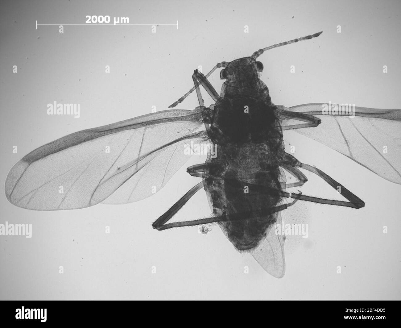 CINARA taedae. 6 octobre 20151 Banque D'Images