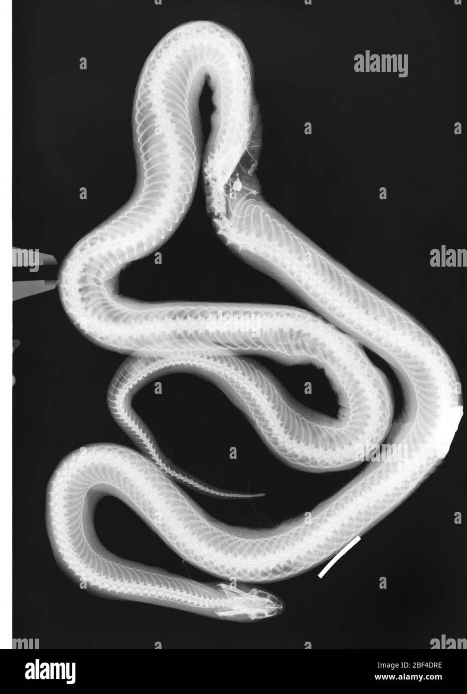 Lampropeltis getula. 2 octobre 20181 Banque D'Images