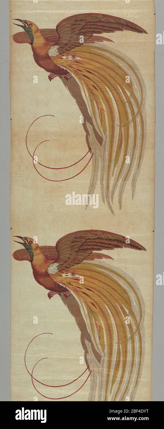 Fragment. Oiseaux exotiques polychrome sur la nature. Marquez les faces dans la direction opposée à celle des oiseaux. Banque D'Images