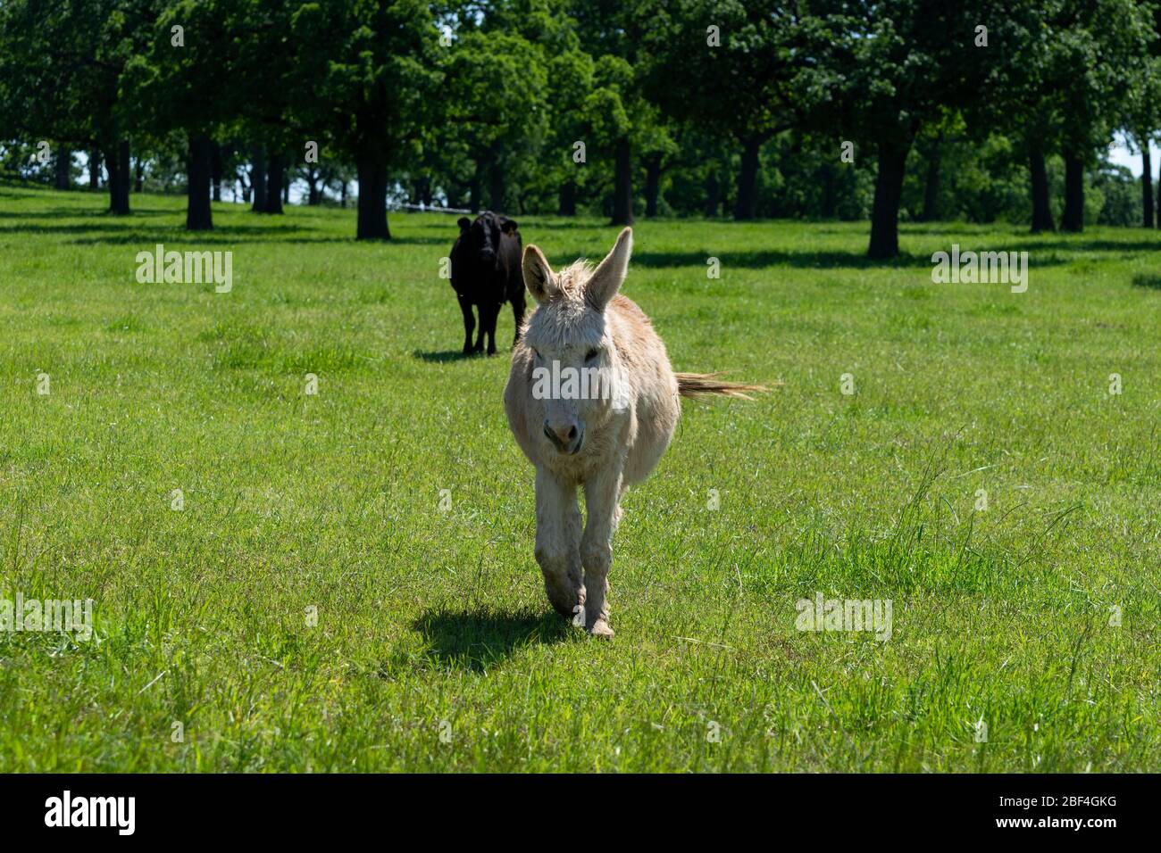 Un joli âne brun clair et brun brun clair à travers un pré de ranch plein d'herbe verte avec ses longues oreilles perchées et quelques arbres et une vache dans le dos Banque D'Images