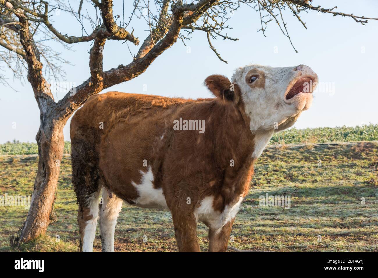 Jeune taureau de vache le matin dans la clôture sur le pâturage Banque D'Images