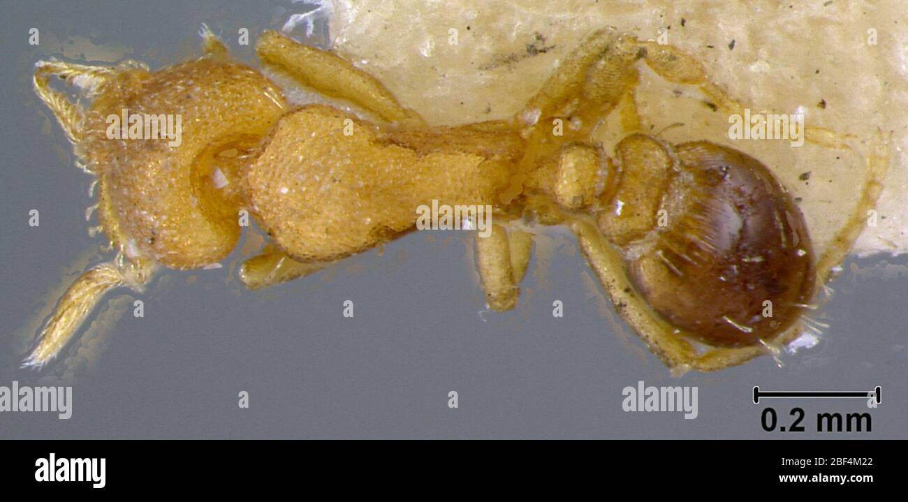 Strumigenys brevicornis. 28 décembre 20162 Banque D'Images