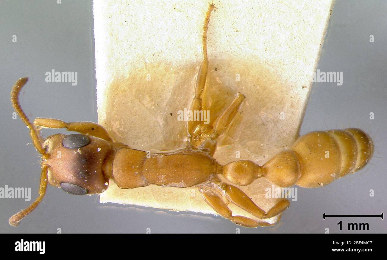 SIMA natalensis var caffra. 28 décembre 20162 Banque D'Images