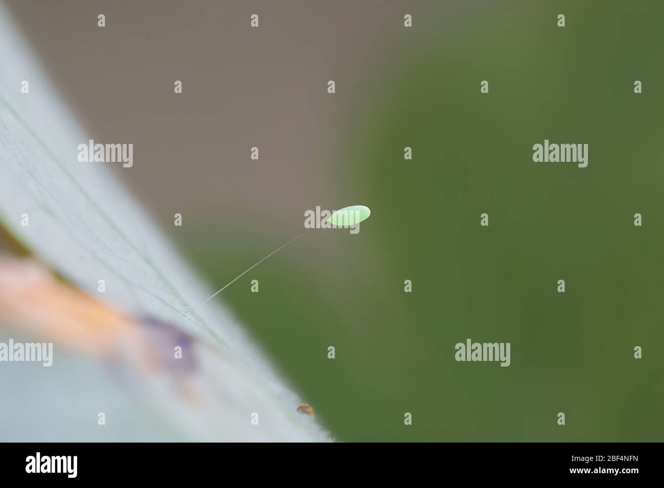 Oeuf de lacture, Chrysopa sp Banque D'Images