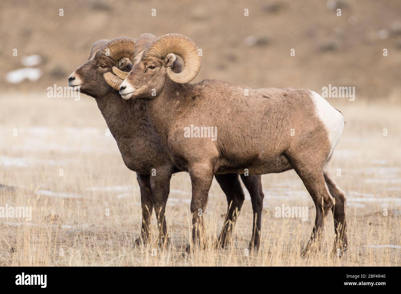 Barrages de Bighorn dans le parc national de Yellowstone. Banque D'Images