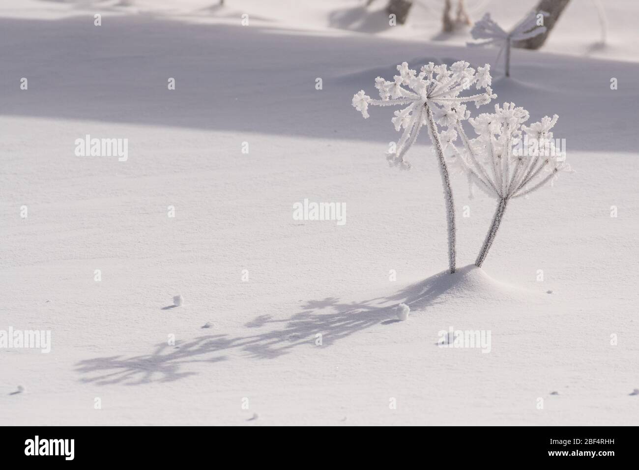 Tiges de panais de vache recouvertes de givre pendant une journée inférieure à zéro dans le parc national de Yellowstone. Banque D'Images