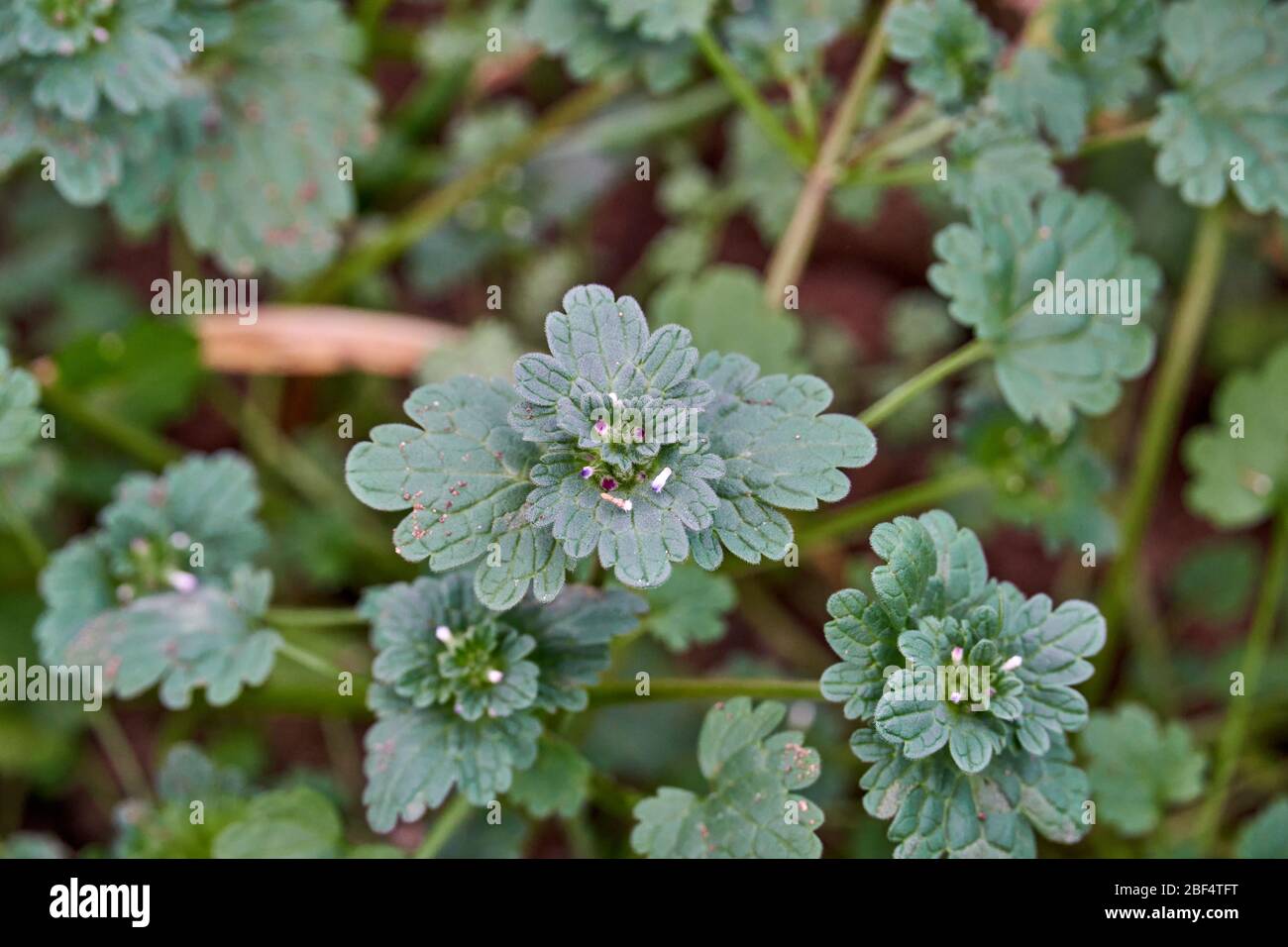 Macro de gros plan des feuilles sur l'usine de Henbit (Lamium amplicaeule) au Texas. Banque D'Images