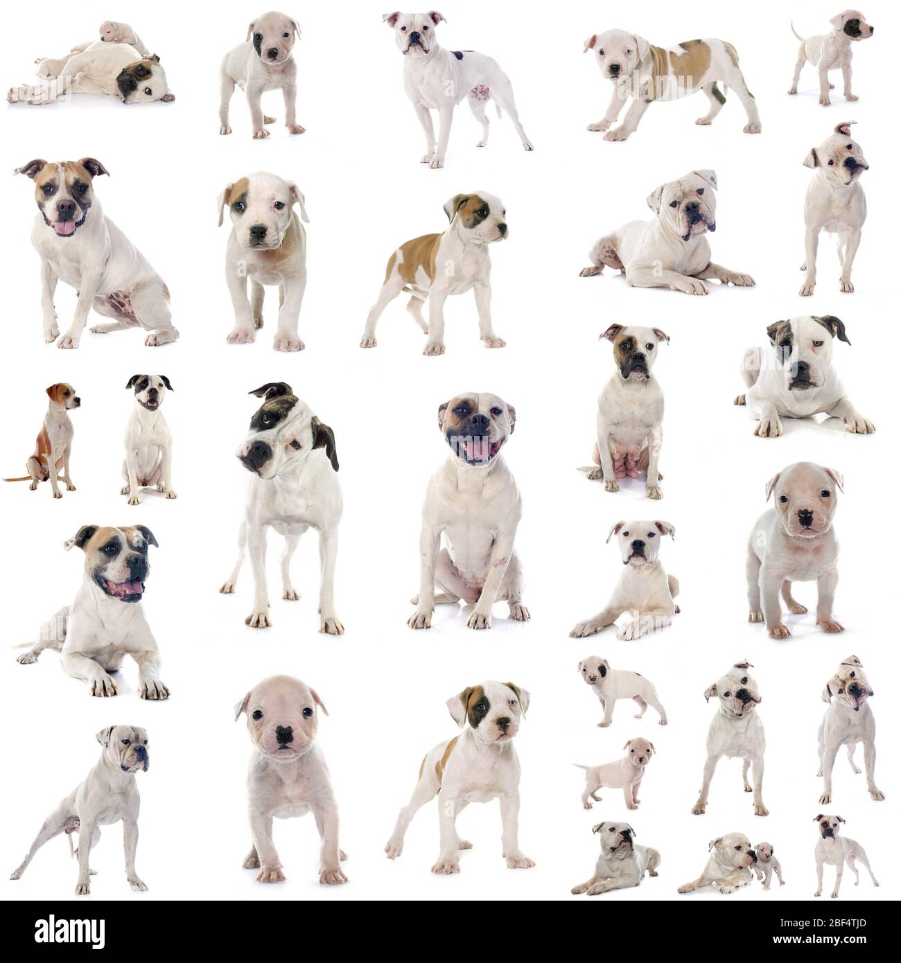 Groupe d'american bulldog in front of white background Banque D'Images