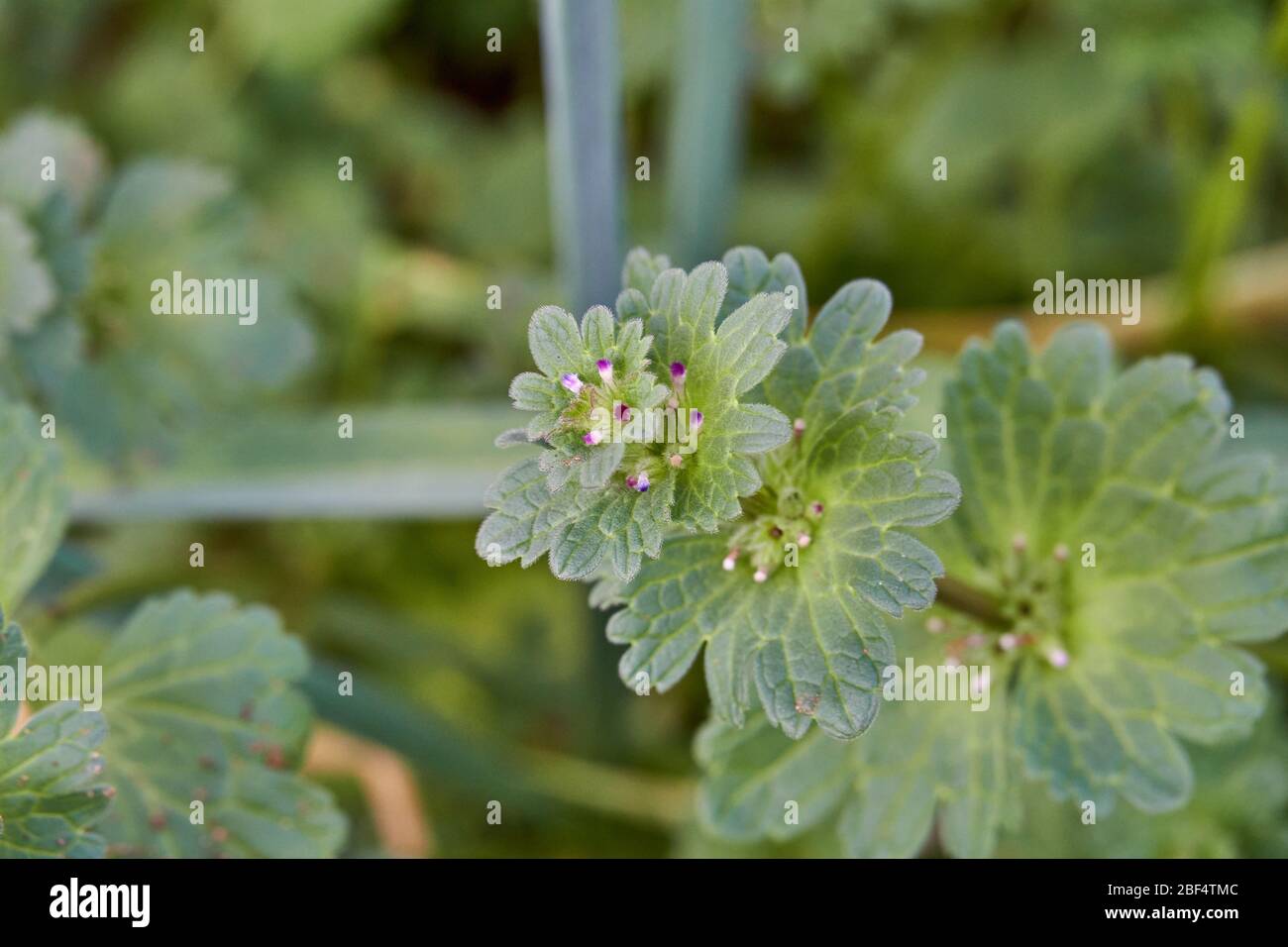 Macro de gros plan des feuilles sur l'usine de Henbit (Lamium amplicaeule) au Texas. Banque D'Images