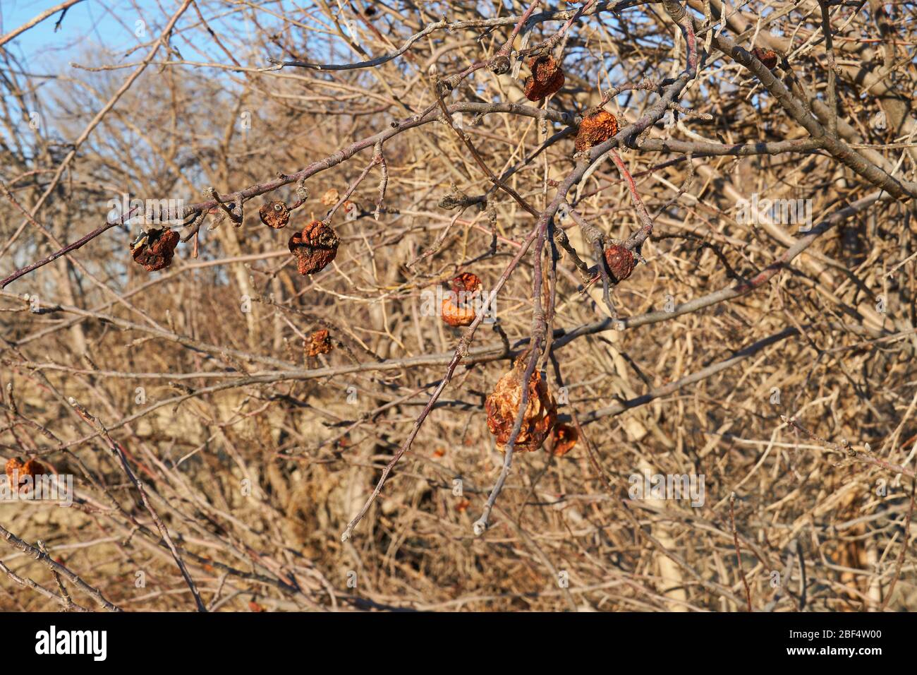 Pomme sèche, coing pourrit des fruits sur l'arbre dans le verger dans le nord du texas Banque D'Images