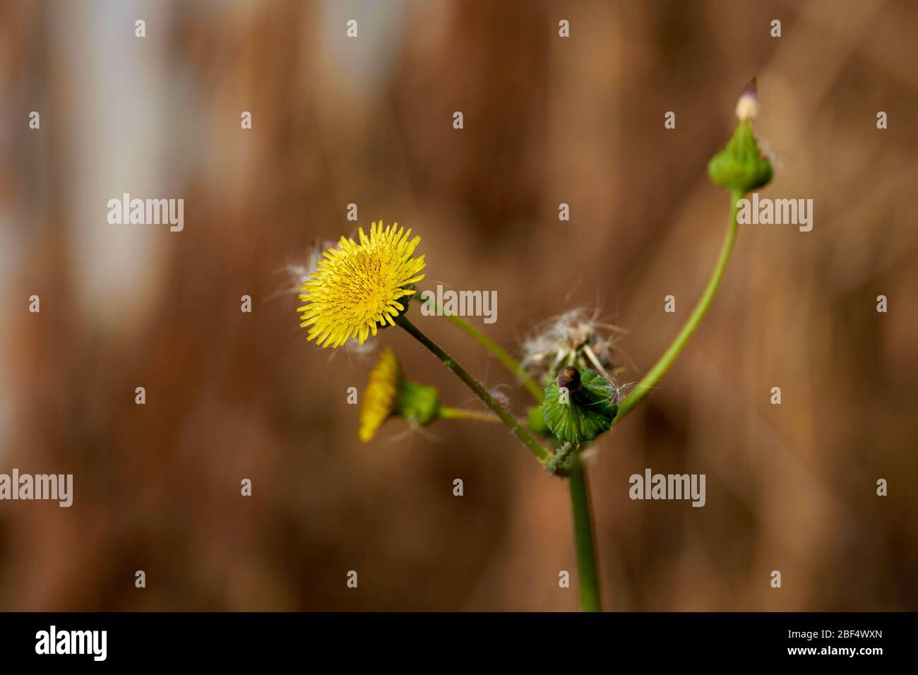 Macro de gros plan de fleurs jaunes et bourgeons de l'usine de Thistle (Sonchus asper) de Spiny Sow, qui pousse au Texas Banque D'Images